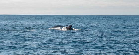 Humpback whale